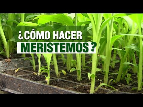 ¿Cómo hacer MERISTEMOS? Banano y Plátano
