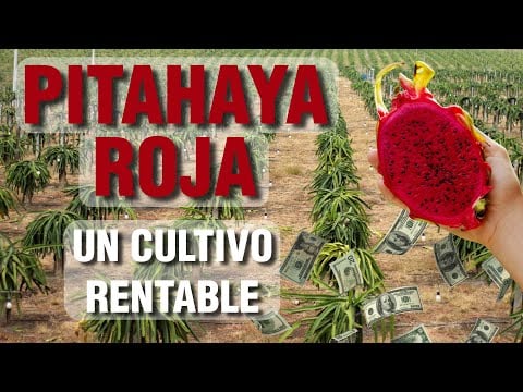 Pitahaya Roja: La Fruta Preferida en CHINA!