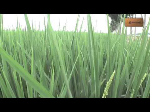 EVALUACION DE LA NUEVA VARIEDAD DE ARROZ INIAP-FL-01