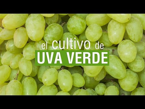 El cultivo de UVA verde - El productor TV