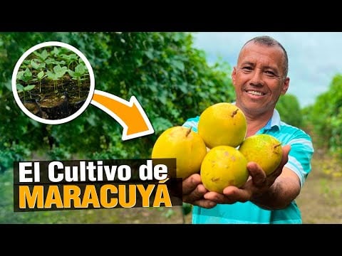 ¿Cómo GANAR HASTA $300 SEMANALES con Maracuyá?