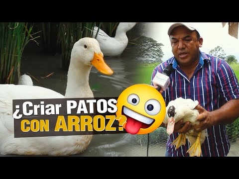 PRODUCIR ARROZ Y PATOS AL TIEMPO!! ES POSIBLE?