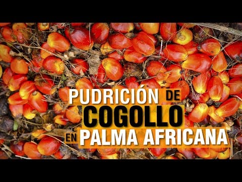 Pudrición de COGOLLO en PALMA AFRICANA