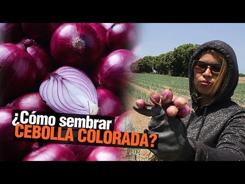 El Cultivo de Cebolla - Paso a Paso