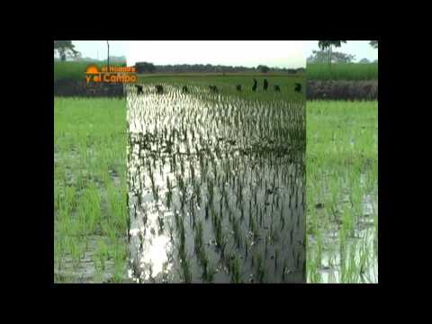 Semilla Certificada de Arroz en Ecuador | Periódico ElProductor.com
