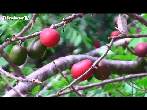 ¿Cómo cultivar Ciruelas?