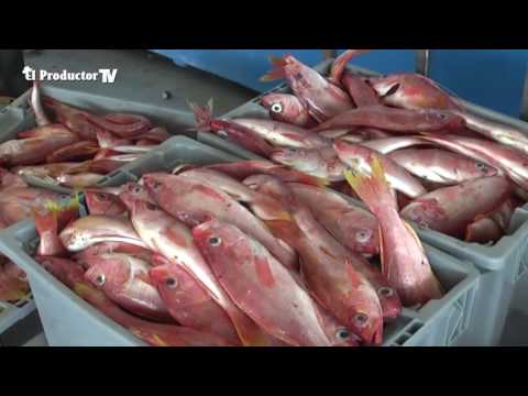 ¿Cómo producir TILAPIA?