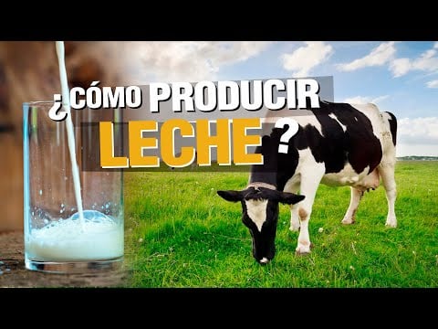 ¿Cómo PRODUCIR LECHE? Raza Girolando