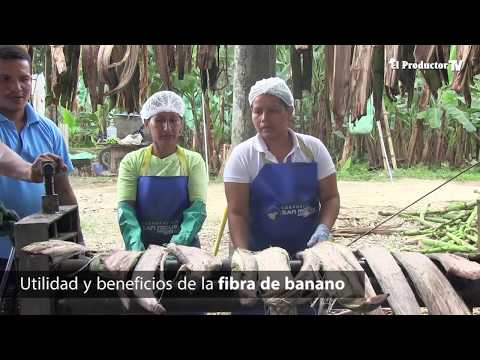 CEMENTO a base de raquis de banano?? ¡Conózcalo!