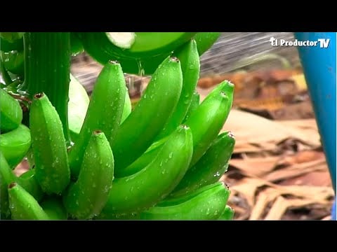 LA Nutrición en BANANO - TIPS Y CONSEJOS