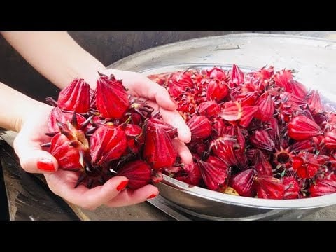 El Cultivo de JAMAICA | Flor y Té Beneficios