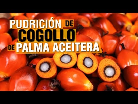 Enfermedades de la PALMA ACEITERA