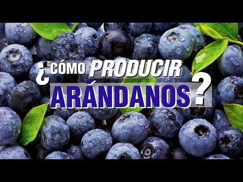 El Cultivo de ARÁNDANOS o BLUEBERRY