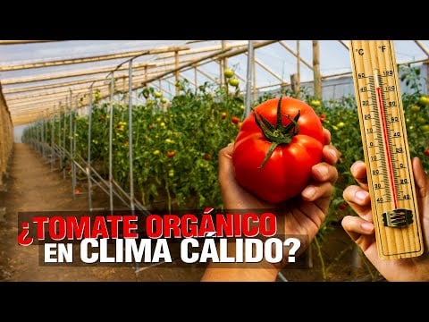 ¿ Cómo sembrar TOMATE ORGÁNICO en CLIMA CÁLIDO ?