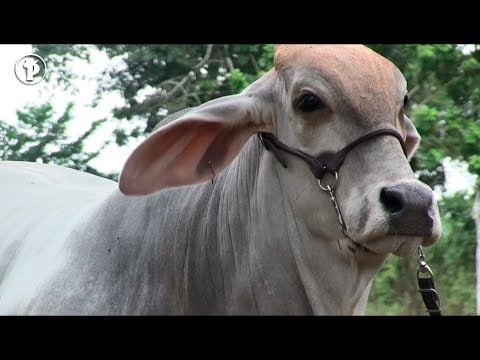 CaracterÍsticas del Ganado BRAHMAN
