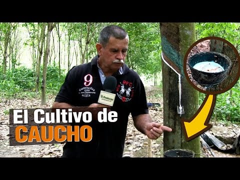 El Caucho para producir Llantas, Condones, Guantes, etc