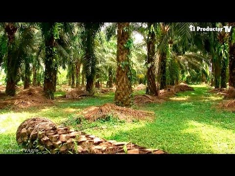 El cultivo de PALMA ACEITERA O PALMA AFRICANA