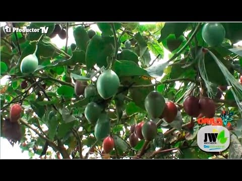 ¿CÓMO CULTIVAR TOMATE DE ARBOL / TAMARILLO?