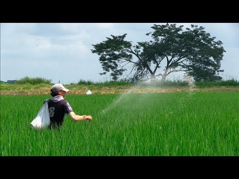 Tips en fertilización y ENFERMEDADES en Arroz