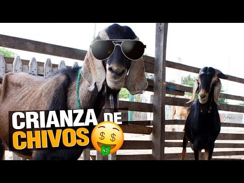 Empezar Negocio de Chivos y Cabras! Paso a Paso