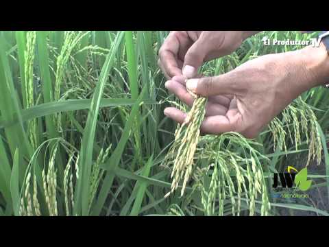 NUEVO MANEJO INTEGRADO DE PLAGAS Y ENFERMEDADES EN EL CULTIVO DE ARROZ