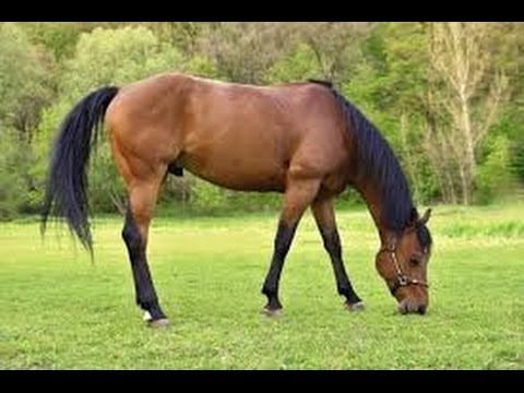 ¿Cómo alimentar y HERRAR un CABALLO?