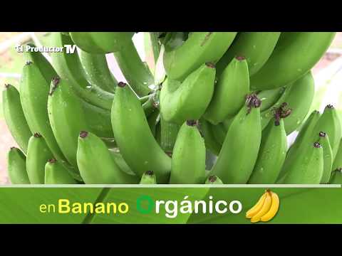 ¿Cómo producir banano ORGÁNICO?