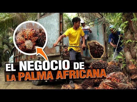 La Palma Aceitera o Palma Africana todo sobre el cultivo