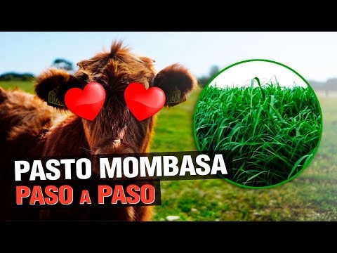Pasto Mombasa (Panicum Maximum) - El ganado LO ADORA !
