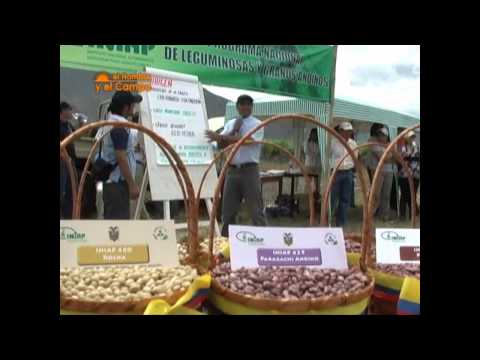 Cultivo del fréjol en el Ecuador | Periódico ElProductor.com