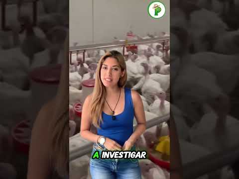 Descubre cómo se cría el pavo que llega a tu mesa esta Navidad.
