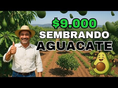 Cómo GANAR $9000 sembrando aguacate en Ecuador – Historia real