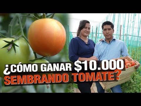 ¿Cómo GANAR $10.000 sembrando TOMATE? JITOMATE