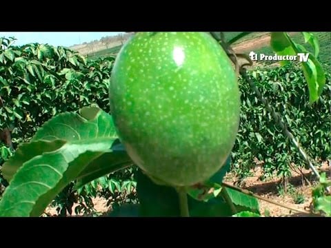 El Cultivo de MARACUYÁ - EL PRODUCTOR TV