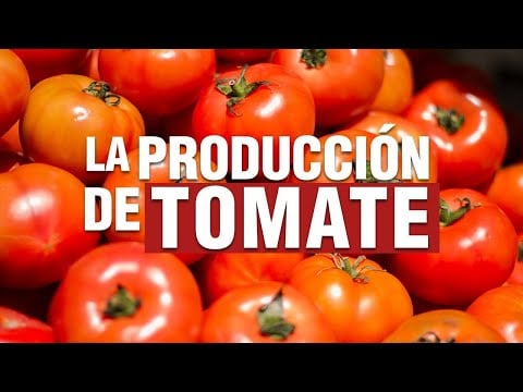 El Cultivo de TOMATE ? - Paso a Paso