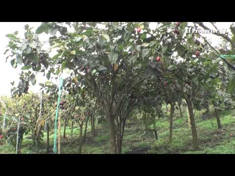 Biotecnología alarga vida útil de huertos de tomate de árbol