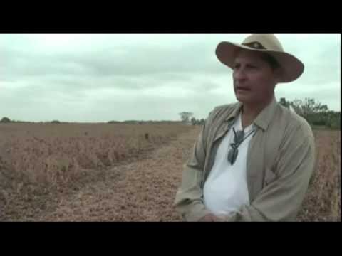 ¿Cómo mejorar la producción en el cultivo Soya? | Elproductor.com