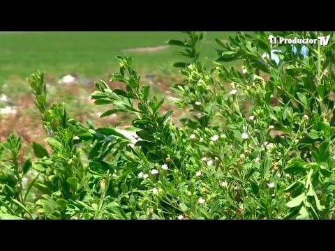 El Cultivo de ESTEVIA, el reemplazo del AZUCAR :)