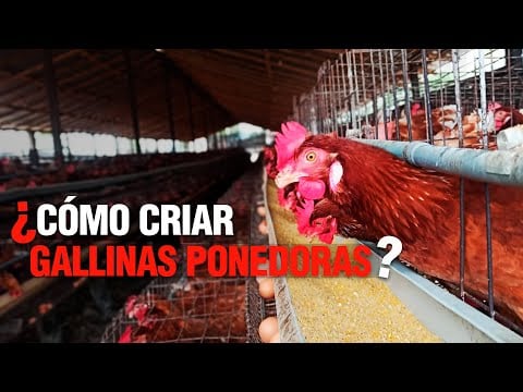 La Crianza de GALLINAS PONEDORAS o de POSTURA / Paso a Paso