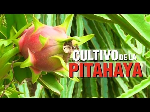 Cultivo de PITAHAYA ROJA