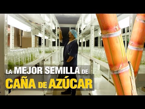 ¡LA MEJOR Semilla de Caña de Azúcar!