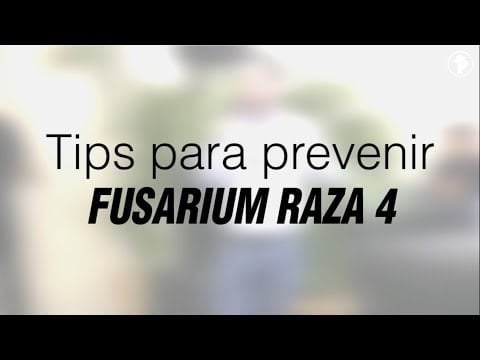El Fusarium Raza 4 / R4T