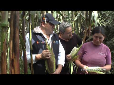 Cultivo de Maíz Blanco en Ecuador | Elproductor.com