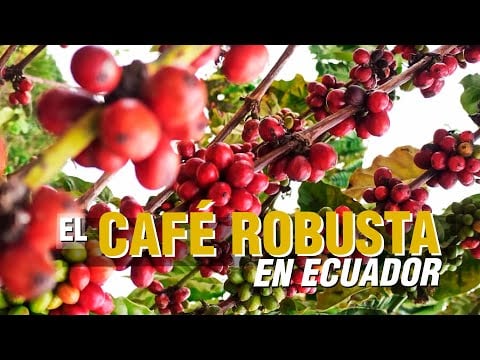 El CAFÉ ROBUSTA - El productor TV