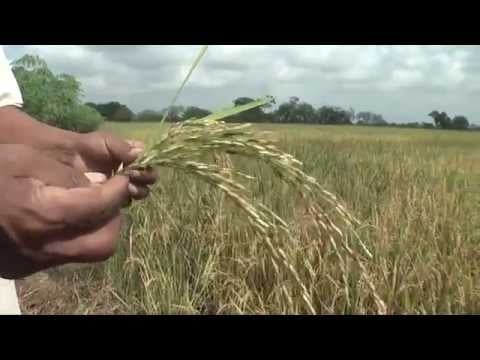 MANCHADO DE GRANO EN ARROZ | ElProductor.com