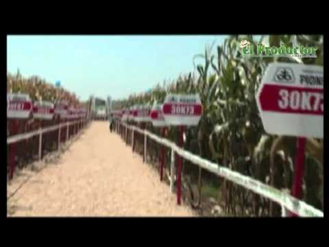 Mazorca de Oro 2011 - PRONACA | Elproductor.com