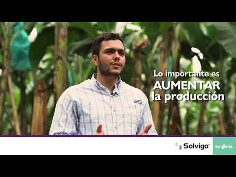 Herramientas para aumentar la productividad en Banano | SOLVIGO