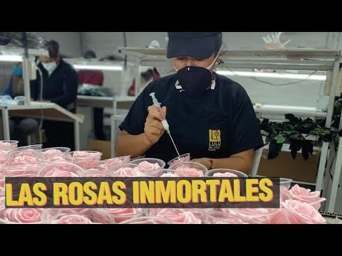 ¿Cómo hacer FLORES ETERNAS? - Las Rosas Inmortales