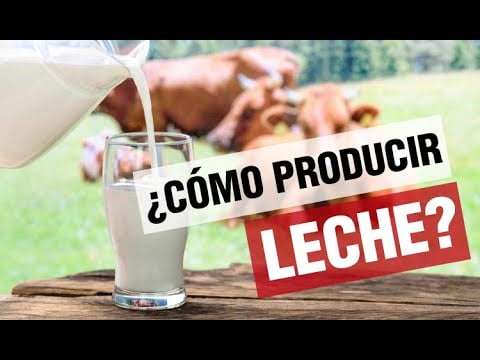 ¿Cómo producir MÁS LECHE?