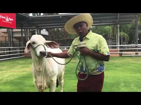 VACA golpea a Richard BARKER